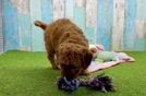 Popular Mini Goldendoodle Poodle Mix Pup