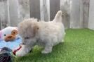 Petite Maltipoo Poodle Mix Pup