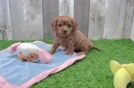 Best Cavapoo Baby