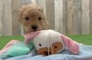 Petite Mini Goldendoodle Poodle Mix Pup