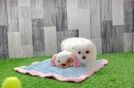 Playful Maltese Pom Designer Puppy