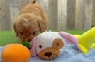 Mini Goldendoodle Puppy for Adoption