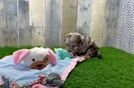 Fluffy Cockapoo Poodle Mix Pup