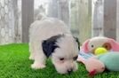 Adorable Shihpoo Poodle Mix Puppy