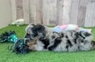 Mini Aussiedoodle Puppy for Adoption