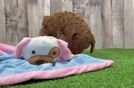 Best Poodle Baby