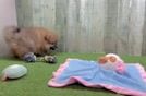 Best Pomeranian Baby