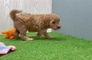 Best Mini Goldendoodle Baby