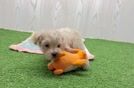Maltipoo Pup Being Cute