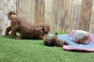 Cavapoo Puppy for Adoption