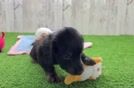 Cute Doxie Purebred Puppy