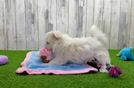 Friendly Maltese Baby