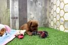 Meet Kenzie - our Cavapoo Puppy Video