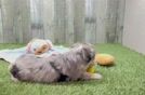 Friendly Mini Aussiedoodle Baby