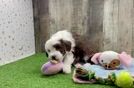 Mini Sheepadoodle Puppy for Adoption