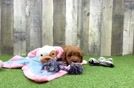 Best Mini Goldendoodle Baby