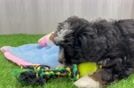 Mini Bernedoodle Puppy for Adoption