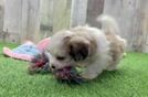 Meet Harvey - our Teddy Bear Puppy Video