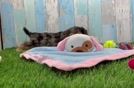 Yorkie Poo Puppy for Adoption