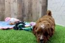 Cavapoo Pup Being Cute