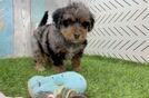 Meet Sangria - our Havapoo Puppy Video