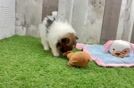 Pomeranian Puppy for Adoption