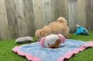 Adorable Maltepoo Poodle Mix Puppy