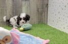 Cavapoo Pup Being Cute