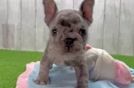 Akc Registered French Bulldog Baby