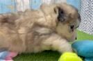 Best Mini Huskydoodle Baby