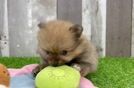 Pomeranian Pup Being Cute