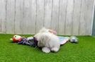 Best Maltese Baby