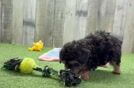 Petite Pudle Purebred Puppy