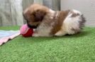 Hypoallergenic Pomtzu Designer Puppy