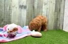 Meet Negan - our Poodle Puppy Video
