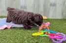 Mini Aussiedoodle Puppy for Adoption