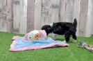 Playful Aussiepoo Poodle Mix Puppy