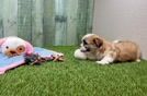 Teddy Bear Puppy for Adoption