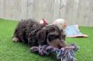 Best Mini Doxiedoodle Baby
