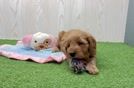 Meet Julian - our Mini Irish Doodle Puppy Video