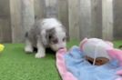 Smart Mini Aussiedoodle Poodle Mix Pup