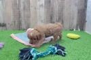 Cavapoo Pup Being Cute