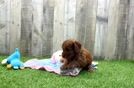 Meet Alicia - our Cavapoo Puppy Video