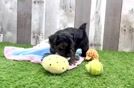 Yorkie Poo Puppy for Adoption