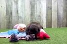 Shih Pom Puppy for Adoption