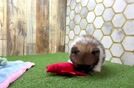 Pomeranian Pup Being Cute