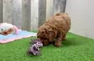 Akc Registered Poodle Baby