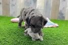 Happy Cockapoo Baby