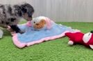 Mini Aussiedoodle Pup Being Cute