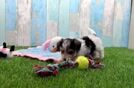 Meet Harmoni - our Yorkie Poo Puppy Video